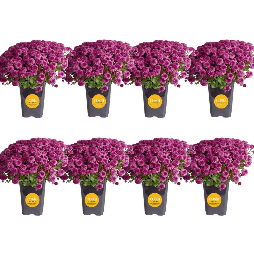 Purple Ready To Bloom Fall Chrysanthemum Outdoor Plant In 1 Qt. Grower Pot, Avg. Shipping Height 8 In. Tall (8-Pack) 3 Purple Ready To Bloom Fall Chrysanthemum Outdoor Plant In 1 Qt. Grower Pot, Avg. Shipping Height 8 In. Tall (8-Pack)