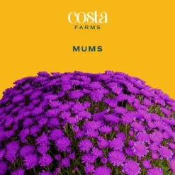 Purple Ready To Bloom Fall Chrysanthemum Outdoor Plant In 1 Qt. Grower Pot, Avg. Shipping Height 8 In. Tall (8-Pack) 15 Purple Ready To Bloom Fall Chrysanthemum Outdoor Plant In 1 Qt. Grower Pot, Avg. Shipping Height 8 In. Tall (8-Pack) -Home plant costa farms perennials s fmp g pot 08 c3 1000