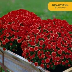 Red Ready To Bloom Fall Chrysanthemum Outdoor Plant In 1 Qt. Grower Pot, Avg. Shipping Height 8 In. Tall (4-Pack) 17 Red Ready To Bloom Fall Chrysanthemum Outdoor Plant In 1 Qt. Grower Pot, Avg. Shipping Height 8 In. Tall (4-Pack) -Home plant costa farms perennials s fmr g pot 04 1f 1000