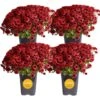 Red Ready To Bloom Fall Chrysanthemum Outdoor Plant In 1 Qt. Grower Pot, Avg. Shipping Height 8 In. Tall (4-Pack) -Home plant costa farms perennials s fmr g pot 04 64 1000