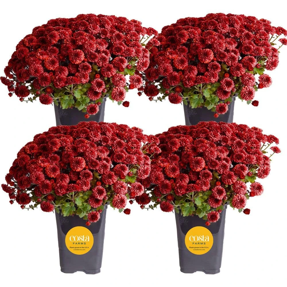 Red Ready To Bloom Fall Chrysanthemum Outdoor Plant In 1 Qt. Grower Pot, Avg. Shipping Height 8 In. Tall (4-Pack) 3 Red Ready To Bloom Fall Chrysanthemum Outdoor Plant In 1 Qt. Grower Pot, Avg. Shipping Height 8 In. Tall (4-Pack)