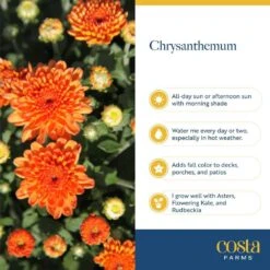 Front Page -Home plant costa farms perennials s fmr g pot 08 1d 1000