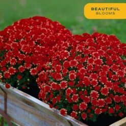 Red Ready To Bloom Fall Chrysanthemum Outdoor Plant In 1 Qt. Grower Pot, Avg. Shipping Height 8 In. Tall (8-Pack) -Home plant costa farms perennials s fmr g pot 08 44 1000