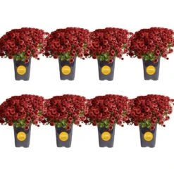 Red Ready To Bloom Fall Chrysanthemum Outdoor Plant In 1 Qt. Grower Pot, Avg. Shipping Height 8 In. Tall (8-Pack)