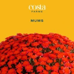 Red Ready To Bloom Fall Chrysanthemum Outdoor Plant In 1 Qt. Grower Pot, Avg. Shipping Height 8 In. Tall (8-Pack) -Home plant costa farms perennials s fmr g pot 08 c3 1000