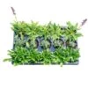 Starter Cottage Perennial Garden Plants In Mesh Plugs Avg. Shipping Height 4 In. Tall (15-Pack) -Home plant costa farms perennials s scp g pot 15 64 1000