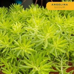 Starter Drought Tolerant Perennial Garden Plants In Mesh Plugs Avg. Shipping Height 4 In. Tall (15-Pack) -Home plant costa farms perennials s sdt g pot 15 1f 1000