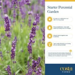 Starter Drought Tolerant Perennial Garden Plants In Mesh Plugs Avg. Shipping Height 4 In. Tall (15-Pack) -Home plant costa farms perennials s sdt g pot 15 31 1000