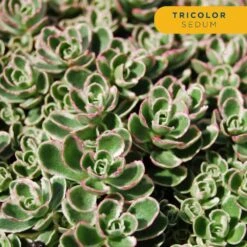 Starter Drought Tolerant Perennial Garden Plants In Mesh Plugs Avg. Shipping Height 4 In. Tall (15-Pack) -Home plant costa farms perennials s sdt g pot 15 44 1000