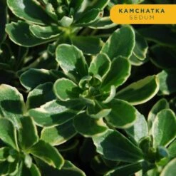 Starter Drought Tolerant Perennial Garden Plants In Mesh Plugs Avg. Shipping Height 4 In. Tall (15-Pack) -Home plant costa farms perennials s sdt g pot 15 4f 1000