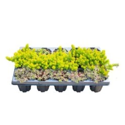 Starter Drought Tolerant Perennial Garden Plants In Mesh Plugs Avg. Shipping Height 4 In. Tall (15-Pack) -Home plant costa farms perennials s sdt g pot 15 c3 1000