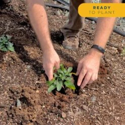 Starter Drought Tolerant Perennial Garden Plants In Mesh Plugs Avg. Shipping Height 4 In. Tall (15-Pack) -Home plant costa farms perennials s sdt g pot 15 fa 1000