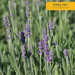 Starter Spring Perennial Garden For Sun Plants In Mesh Plugs Avg. Shipping Height 4 In. Tall (15-Pack) -Home plant costa farms perennials s sps g pot 15 44 1000