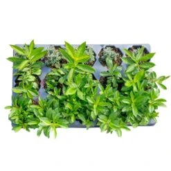Starter Spring Perennial Garden For Sun Plants In Mesh Plugs Avg. Shipping Height 4 In. Tall (15-Pack)