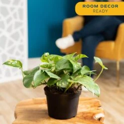 Golden Pothos Indoor Plant In 6 In. Grower Pot, Avg. Shipping Height 1-2 Ft. Tall 12 Golden Pothos Indoor Plant In 6 In. Grower Pot, Avg. Shipping Height 1-2 Ft. Tall -Home plant costa farms pothos plants 6goldpothos 1f 1000