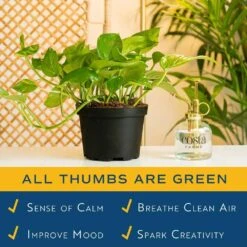 Golden Pothos Indoor Plant In 6 In. Grower Pot, Avg. Shipping Height 1-2 Ft. Tall 13 Golden Pothos Indoor Plant In 6 In. Grower Pot, Avg. Shipping Height 1-2 Ft. Tall -Home plant costa farms pothos plants 6goldpothos 44 1000