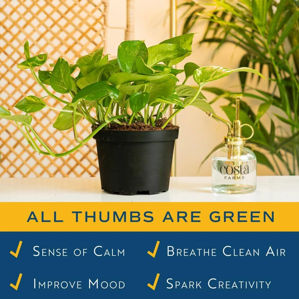 Golden Pothos Indoor Plant In 6 In. Grower Pot, Avg. Shipping Height 1-2 Ft. Tall 6 Golden Pothos Indoor Plant In 6 In. Grower Pot, Avg. Shipping Height 1-2 Ft. Tall - Image 4