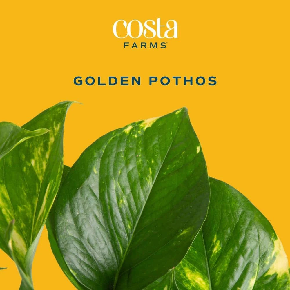 Golden Pothos Indoor Plant In 6 In. Grower Pot, Avg. Shipping Height 1-2 Ft. Tall 4 Golden Pothos Indoor Plant In 6 In. Grower Pot, Avg. Shipping Height 1-2 Ft. Tall - Image 2