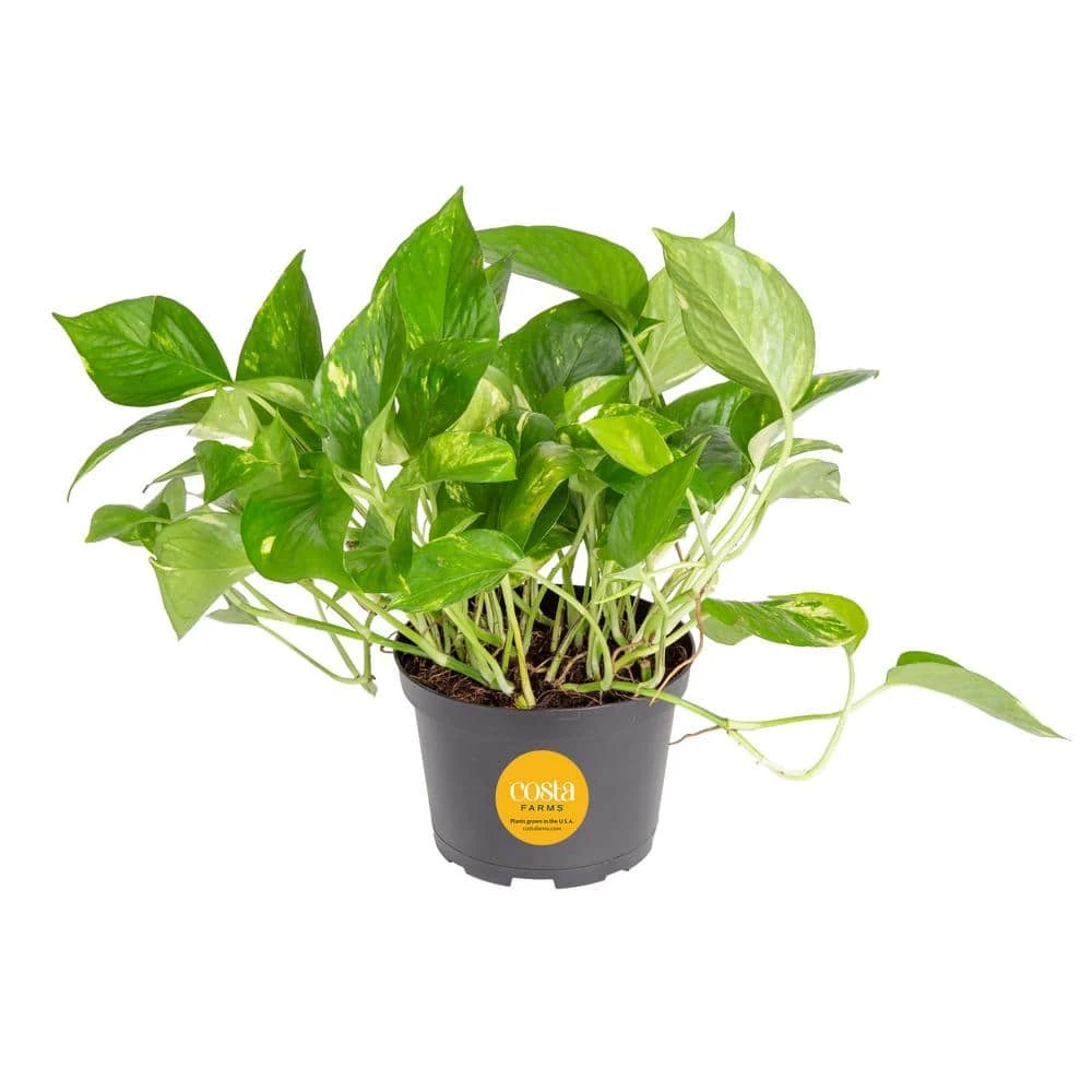 Golden Pothos Indoor Plant In 6 In. Grower Pot, Avg. Shipping Height 1-2 Ft. Tall 3 Golden Pothos Indoor Plant In 6 In. Grower Pot, Avg. Shipping Height 1-2 Ft. Tall