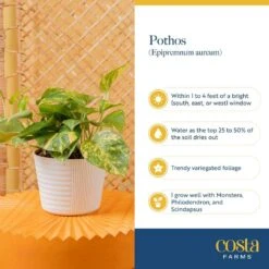 Golden Pothos Indoor Plant In 6 In. Grower Pot, Avg. Shipping Height 1-2 Ft. Tall 14 Golden Pothos Indoor Plant In 6 In. Grower Pot, Avg. Shipping Height 1-2 Ft. Tall -Home plant costa farms pothos plants 6goldpothos fa 1000