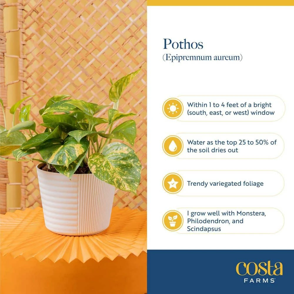 Golden Pothos Indoor Plant In 6 In. Grower Pot, Avg. Shipping Height 1-2 Ft. Tall 7 Golden Pothos Indoor Plant In 6 In. Grower Pot, Avg. Shipping Height 1-2 Ft. Tall - Image 5