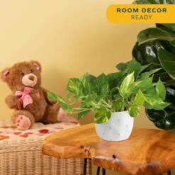 Pothos Indoor Plant In 6 In. Premium Ceramic Pot, Avg. Shipping Height 1-2 Ft. Tall 12 Pothos Indoor Plant In 6 In. Premium Ceramic Pot, Avg. Shipping Height 1-2 Ft. Tall -Home plant costa farms pothos plants 6pothschang 1f 1000