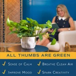 Pothos Indoor Plant In 6 In. Premium Ceramic Pot, Avg. Shipping Height 1-2 Ft. Tall 11 Pothos Indoor Plant In 6 In. Premium Ceramic Pot, Avg. Shipping Height 1-2 Ft. Tall -Home plant costa farms pothos plants 6pothschang 4f 1000