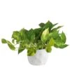 Pothos Indoor Plant In 6 In. Premium Ceramic Pot, Avg. Shipping Height 1-2 Ft. Tall -Home plant costa farms pothos plants 6pothschang 64 1000