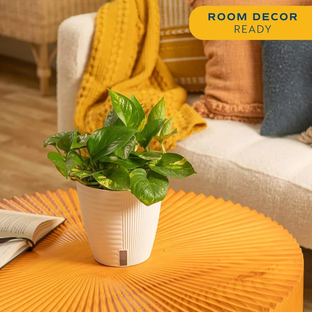 Pothos Indoor Plant In 6 In. Self-Watering Decor Pot, Average Shipping Height 1-2 Ft. Tall 7 Pothos Indoor Plant In 6 In. Self-Watering Decor Pot, Average Shipping Height 1-2 Ft. Tall - Image 5