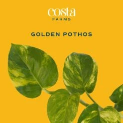 Pothos Indoor Plant In 6 In. Self-Watering Decor Pot, Average Shipping Height 1-2 Ft. Tall 14 Pothos Indoor Plant In 6 In. Self-Watering Decor Pot, Average Shipping Height 1-2 Ft. Tall -Home plant costa farms pothos plants co po60 3 cyl 4f 1000