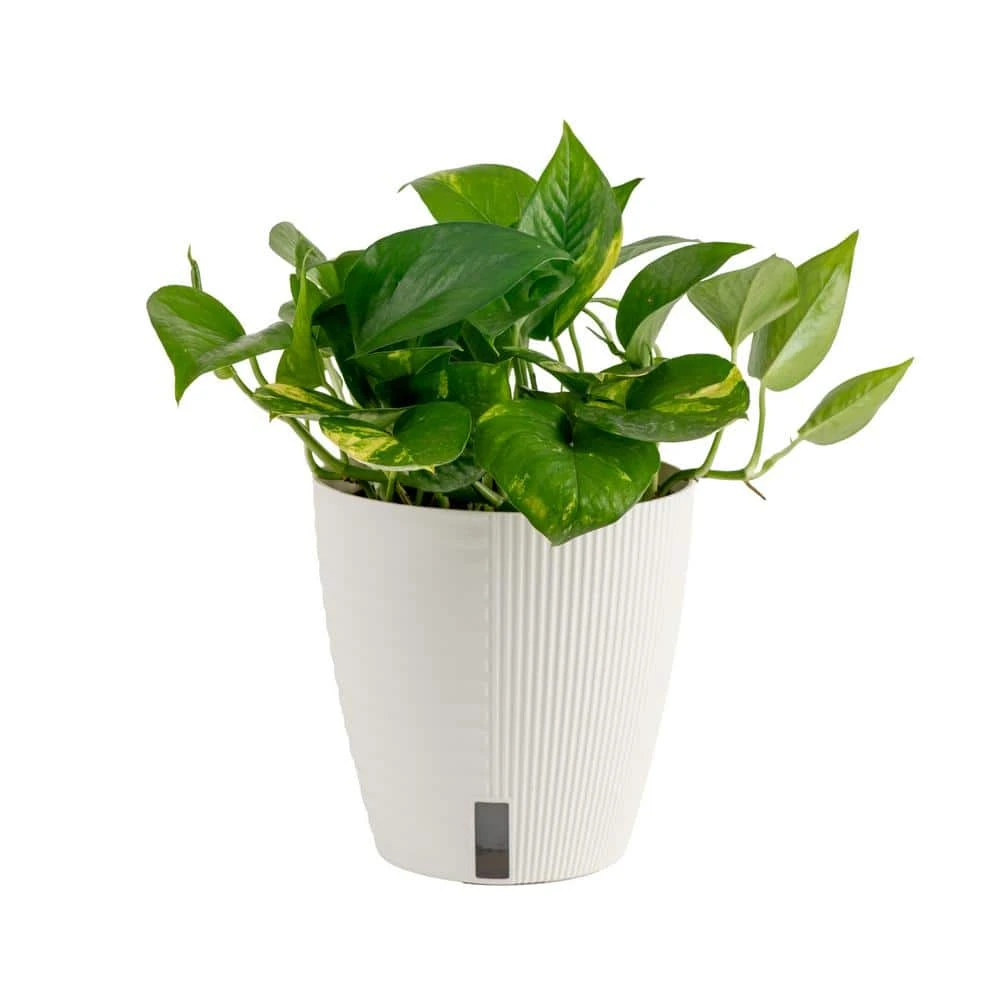 Pothos Indoor Plant In 6 In. Self-Watering Decor Pot, Average Shipping Height 1-2 Ft. Tall 3 Pothos Indoor Plant In 6 In. Self-Watering Decor Pot, Average Shipping Height 1-2 Ft. Tall