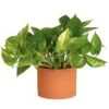 Pothos Indoor Plant In 6 In. Premium Decor Planter, Avg. Shipping Height 1-2 Ft. Tall 1 Pothos Indoor Plant In 6 In. Premium Decor Planter, Avg. Shipping Height 1-2 Ft. Tall -Home plant costa farms pothos plants co po60 3 sch 64 1000