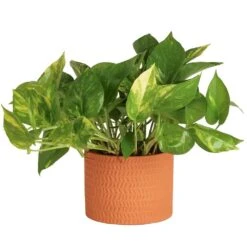 Pothos Indoor Plant In 6 In. Premium Decor Planter, Avg. Shipping Height 1-2 Ft. Tall