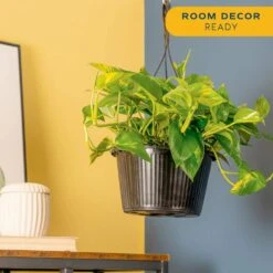 Grower's Choice Indoor/Outdoor Plant In 10 In. Hanging Basket, Avg. Shipping Height 12-20 In. -Home plant costa farms pothos plants l epi g hgp 01 1d 1000