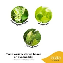 Grower's Choice Indoor/Outdoor Plant In 10 In. Hanging Basket, Avg. Shipping Height 12-20 In. -Home plant costa farms pothos plants l epi g hgp 01 40 1000