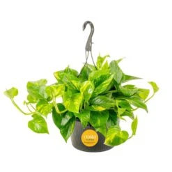 Grower's Choice Indoor/Outdoor Plant In 10 In. Hanging Basket, Avg. Shipping Height 12-20 In.
