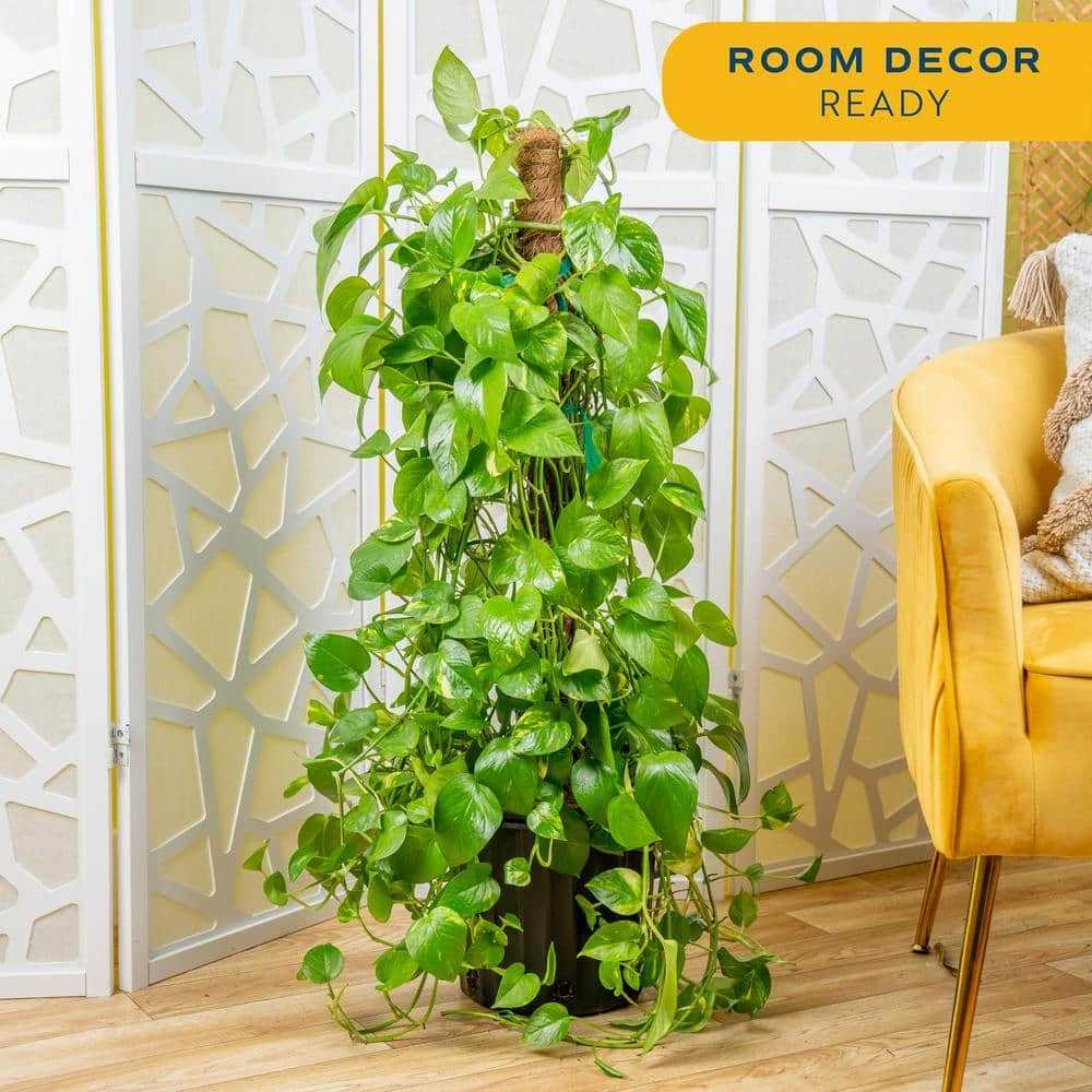 10 In. Pothos Plant With Totem Pole In Grower's Pot, Avg. Shipping Height 3-4 Ft. Tall 7 10 In. Pothos Plant With Totem Pole In Grower's Pot, Avg. Shipping Height 3-4 Ft. Tall - Image 5