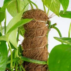 10 In. Pothos Plant With Totem Pole In Grower's Pot, Avg. Shipping Height 3-4 Ft. Tall 14 10 In. Pothos Plant With Totem Pole In Grower's Pot, Avg. Shipping Height 3-4 Ft. Tall -Home plant costa farms pothos plants l gtp g pot 01 4f 1000