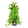 10 In. Pothos Plant With Totem Pole In Grower's Pot, Avg. Shipping Height 3-4 Ft. Tall -Home plant costa farms pothos plants l gtp g pot 01 64 1000
