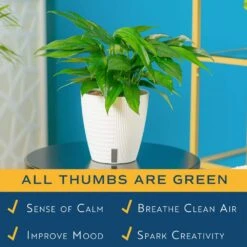 Baltic Blue Indoor Plant In 6 In. Self-Watering Planter, Avg. Shipping Height 1-2 Ft. Tall 13 Baltic Blue Indoor Plant In 6 In. Self-Watering Planter, Avg. Shipping Height 1-2 Ft. Tall -Home plant costa farms pothos plants m bbp s mwg 01 1f 1000