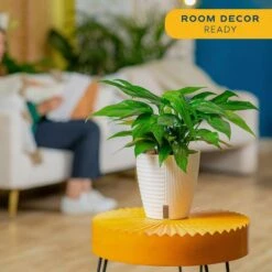 Baltic Blue Indoor Plant In 6 In. Self-Watering Planter, Avg. Shipping Height 1-2 Ft. Tall 17 Baltic Blue Indoor Plant In 6 In. Self-Watering Planter, Avg. Shipping Height 1-2 Ft. Tall -Home plant costa farms pothos plants m bbp s mwg 01 31 1000