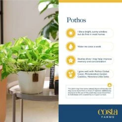 Baltic Blue Indoor Plant In 6 In. Self-Watering Planter, Avg. Shipping Height 1-2 Ft. Tall 14 Baltic Blue Indoor Plant In 6 In. Self-Watering Planter, Avg. Shipping Height 1-2 Ft. Tall -Home plant costa farms pothos plants m bbp s mwg 01 44 1000