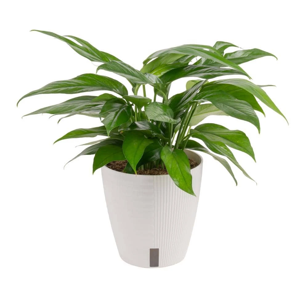 Baltic Blue Indoor Plant In 6 In. Self-Watering Planter, Avg. Shipping Height 1-2 Ft. Tall 3 Baltic Blue Indoor Plant In 6 In. Self-Watering Planter, Avg. Shipping Height 1-2 Ft. Tall