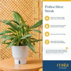 Silver Streak Indoor Plant In 6 In. Self-Watering Planter, Avg. Shipping Height 1-2 Ft. Tall 17 Silver Streak Indoor Plant In 6 In. Self-Watering Planter, Avg. Shipping Height 1-2 Ft. Tall -Home plant costa farms pothos plants memapwht01 31 1000