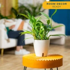 Silver Streak Indoor Plant In 6 In. Self-Watering Planter, Avg. Shipping Height 1-2 Ft. Tall 13 Silver Streak Indoor Plant In 6 In. Self-Watering Planter, Avg. Shipping Height 1-2 Ft. Tall -Home plant costa farms pothos plants memapwht01 4f 1000