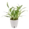 Silver Streak Indoor Plant In 6 In. Self-Watering Planter, Avg. Shipping Height 1-2 Ft. Tall 2 Silver Streak Indoor Plant In 6 In. Self-Watering Planter, Avg. Shipping Height 1-2 Ft. Tall -Home plant costa farms pothos plants memapwht01 64 1000