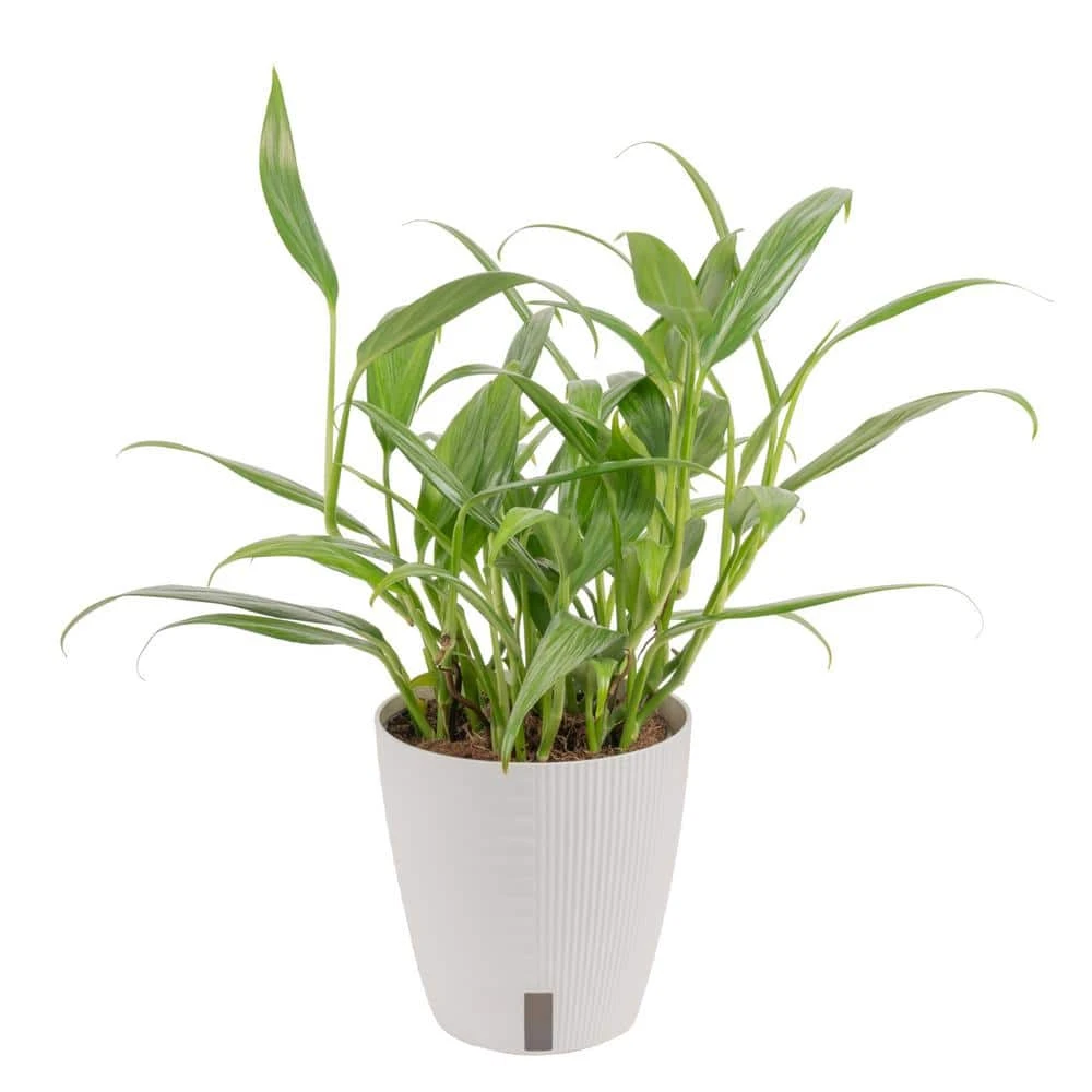 Silver Streak Indoor Plant In 6 In. Self-Watering Planter, Avg. Shipping Height 1-2 Ft. Tall 3 Silver Streak Indoor Plant In 6 In. Self-Watering Planter, Avg. Shipping Height 1-2 Ft. Tall