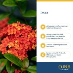 2 Gal. Blooming Red Ixora Outdoor Plant In Grower Pot, Avg. Shipping Height 1-2 Ft. Tall -Home plant costa farms shrubs hedges 10ixoraorange 1f 1000