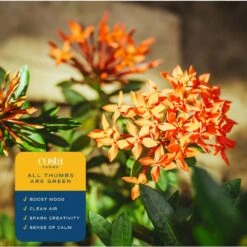 2 Gal. Blooming Red Ixora Outdoor Plant In Grower Pot, Avg. Shipping Height 1-2 Ft. Tall -Home plant costa farms shrubs hedges 10ixoraorange 4f 1000