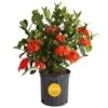 2 Gal. Blooming Red Ixora Outdoor Plant In Grower Pot, Avg. Shipping Height 1-2 Ft. Tall 1 2 Gal. Blooming Red Ixora Outdoor Plant In Grower Pot, Avg. Shipping Height 1-2 Ft. Tall -Home plant costa farms shrubs hedges 10ixoraorange 64 1000